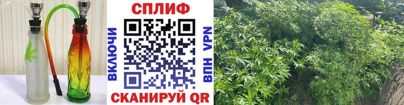 Бошки марихуана план  Назрань 